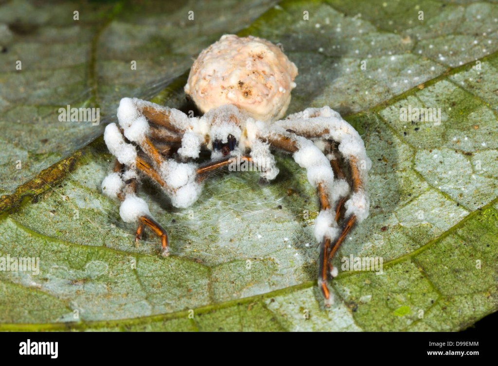 Picture of: Araña grande parasitadas y muerto por un hongo Cordyceps en el