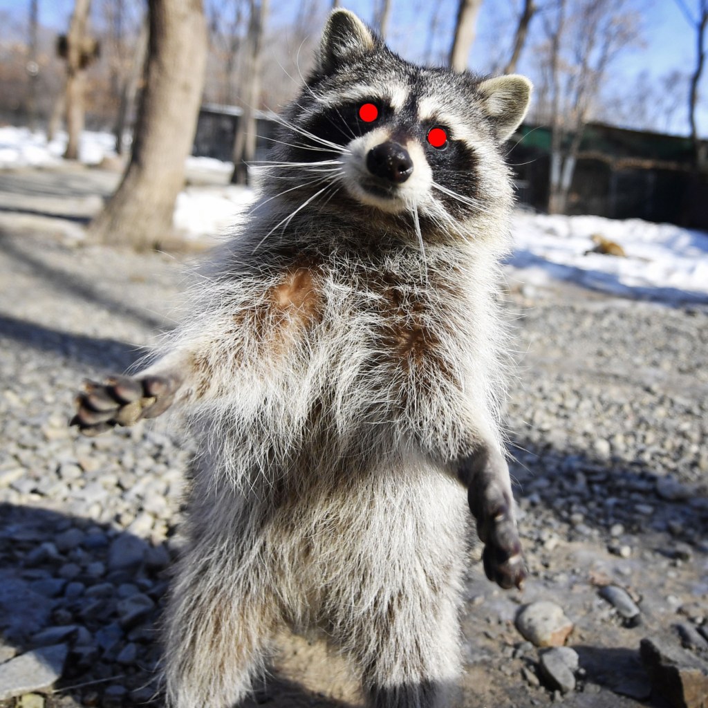 Picture of: The ‘Zombie Raccoon’ Apocalypse Has Reached New York City